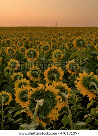 the big ,
sunflowers at sunset, Sintra, Portugal