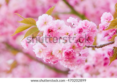 Beautiful pink flowers. lilac flowers.