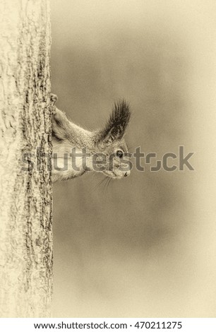 The red squirrel sitting on trunk of tree in a moscow Izmailovsky park (stylized retro)
