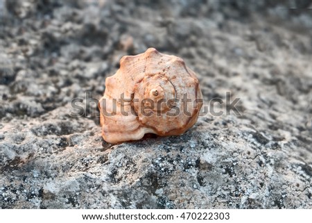 Conch of sea snail on a rock somewhere on the coast front view shallow depth of field.