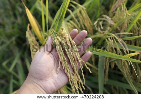 Agriculture. Hand tenderly touching a raw paddy at the paddy field. Growing and nuturing rice Royalty-Free Stock Photo #470224208