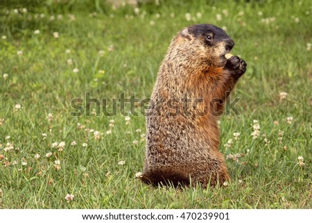Groundhog eating peanuts in the shell on the grass