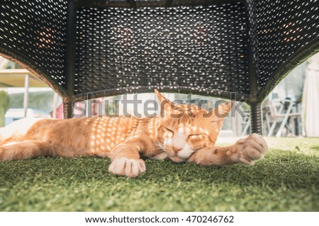 Cute cat under the chair