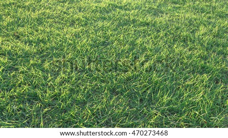 Green grass texture in the park at sunset. Top view a field of fresh turf grass. Natural background. Panorama style.