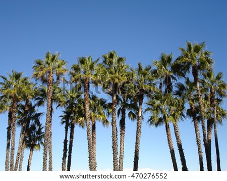 Tropical palm trees sky avenue
