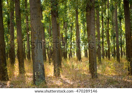 Poplar Trees, Poplar Forest, road through the poplar grove