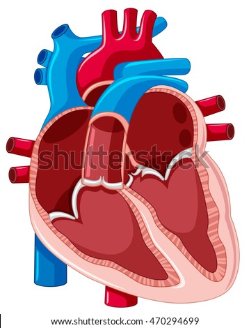 Diagram showing inside of human heart illustration