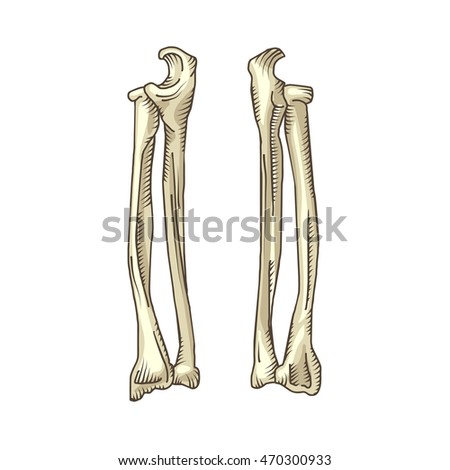 Hand drawn realistic human bones.