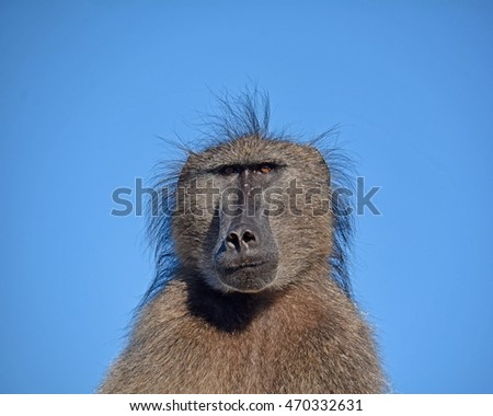 Portrait of a male Chamca Baboon against a blue sky in Southern Africa