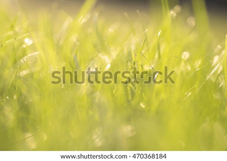 Green grass background bokeh blur.