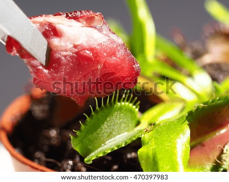 Feeding Venus flytrap with raw beef meat

