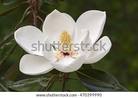 Southern magnolia flower (Magnolia grandiflora). Called  Evegreen Magnolia, Bull Bay, Bullbay Magnolia, Laurel Magnolia and Loblolly Magnolia also