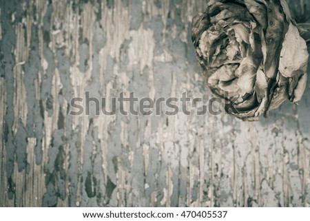 Faded rose on an old painted wooden background. Vintage style effect