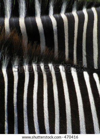 Details of zebra