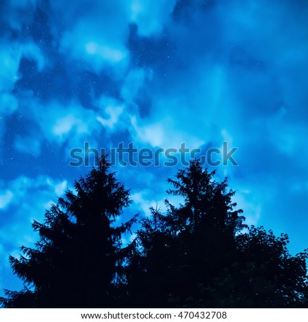 Two pine trees under blue night sky with many stars