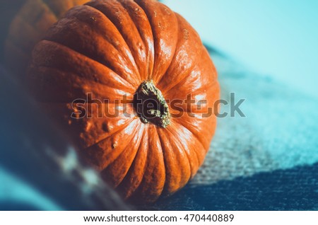 Close up orange pumpkin on blue background. Fall wallpaper, autumn symbol. Thanksgiving Day concept. Still life vegetables. Halloween holiday. Card, text place, copy space.