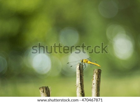 Big yellow dragonfly sitting on dry twig summer warm day green background bokeh. Selective focus