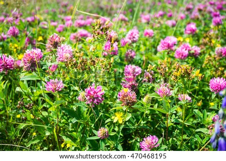 Wild flowering meadow on a blurred background