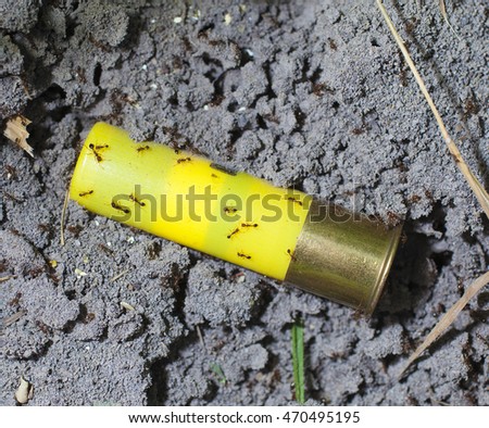 Fire ants not happy that a shotshell is on their hill