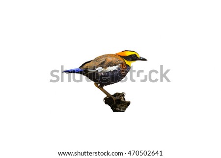 Malayan Banded Pitta on white backgrounds
