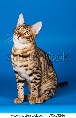 Striped red cat on a blue background bengal