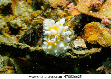 Nudibranch from Gulf of Thailand, Pattaya, Thailand