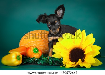 small  toy terrier puppy with vegetables and sunflower