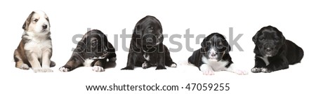 Group of different puppies from the same litter