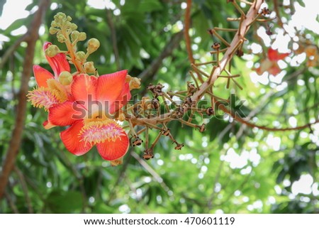 Cannon ball flower Beautiful  (Couroupita guianensis Aubl) Sal Tree of India The plant in Buddhism history