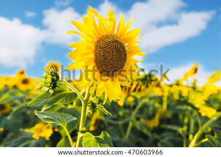 Beautiful sunflowers blossom against blue sky in a rural country field