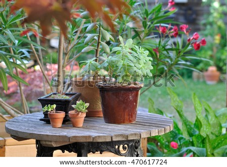 succulents in pots on a garden table in a greenery garden