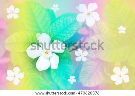White flowers on the leaves with rainbow background, can be used as background