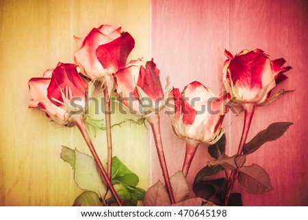 Fragility and strength concept - Five burgundy red and white roses lying on saffron spice yellow and marsala wine wooden floor or table - vintage abstract floral background - Fashion color trends