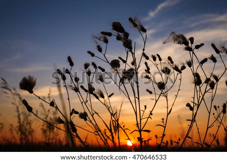 barbed grass at sunset