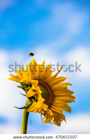 Large yellow sunflower against a blue and white sky in Finland. The photograph also shows a bumblebee flying towards a flower. Image includes a effect.