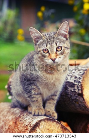 striped gray cat close up photo on the summer sunny country background
