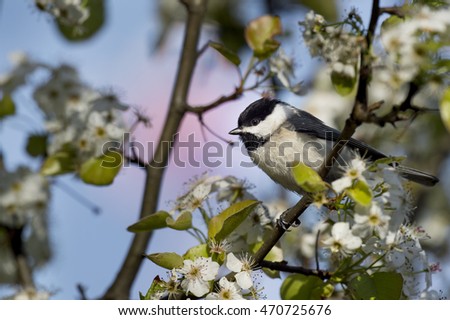 A black and white colored Carolina Chickadee sits perched on a tree branch filled with white flowers and leaves.