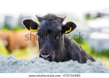 Portrait photo of a cute black calf