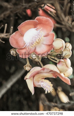 Cannonball Flower or Sal Flower in Thai, Thailand