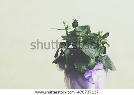Flower pot wrapped in purple organza bag with a purple ribbon, on light green background.