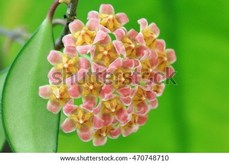 Hoya davidcummingii is small and beautiful pink flower with green background,
