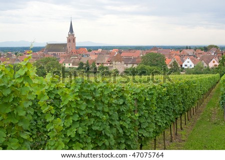 Bergheim (Bas-Rhin, Alsace, France) Panoramic view with vineyards at summer