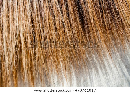 Texture background of red and brown horsehair.