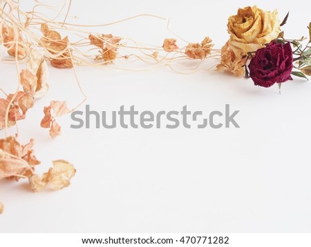 Dried flower of clover on white background