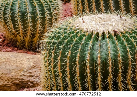 big cactus circle shape