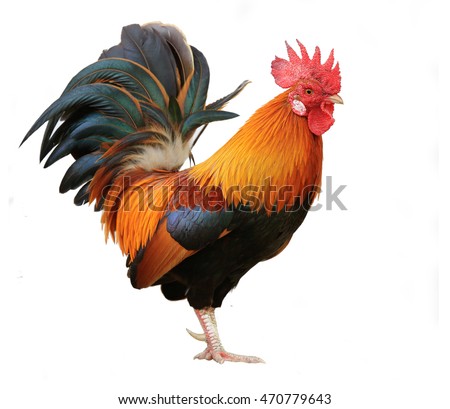 beautiful male rooster isolated on white background Royalty-Free Stock Photo #470779643