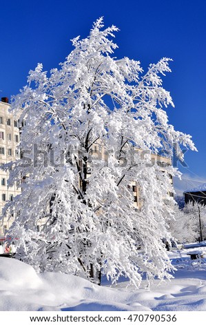 Snow covered trees in winter city