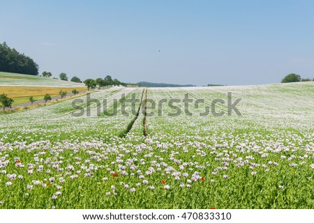 Poopy Flowers, Landscape central Bohemia, Sazava, Czech Republic, Central Europe.