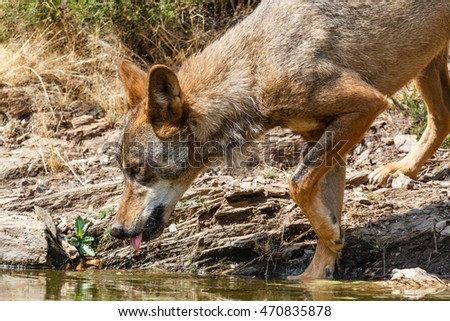 Canis lupus signatus. Iberian wolf drinking in pond.