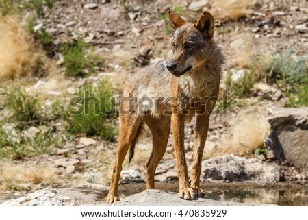 Canis lupus signatus. Iberian wolf.